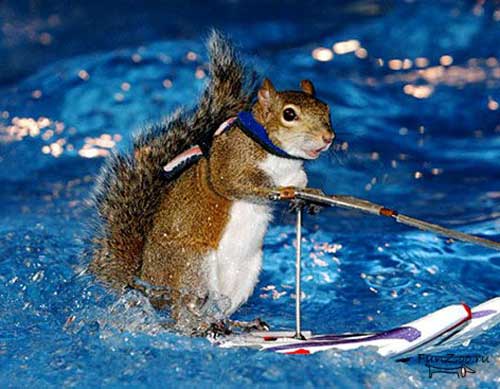 Белку научили кататься на водных лыжах  