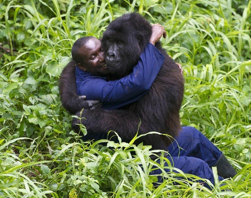 Снимки рейнджеров парка с гориллами стали вирусными