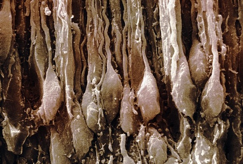 Нейроны обонятельного эпителия млекопитающих (фото Dr. Richard Kessel & Dr. Randy Kardon / Tissues & Organs)