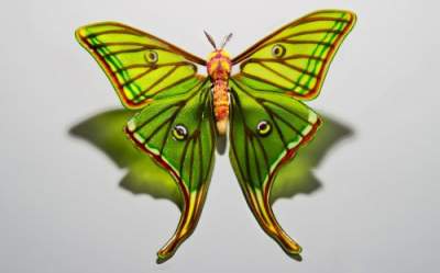 Британка создает удивительные бабочки из стекла. Фото