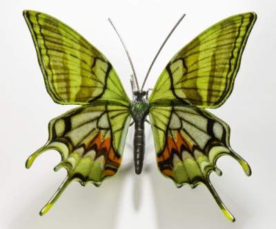 Британка создает удивительные бабочки из стекла. Фото