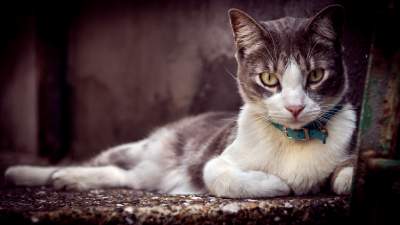 Интересные факты о кошках, которые многим неизвестны. Фото