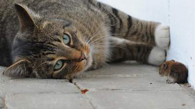 Интересные факты о кошках, которые многим неизвестны. Фото