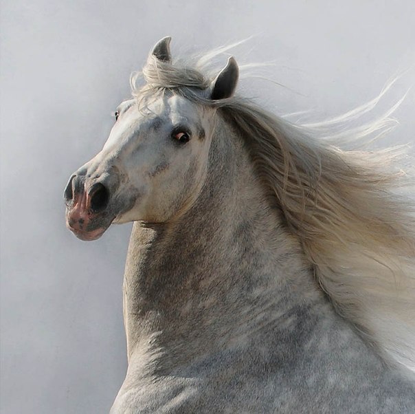 Московской полиции сообщили об одинокой лошади на шоссе 
