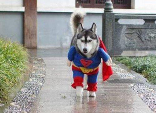 Курьезные снимки собак, которые мечтают стать супергероями (ФОТО)