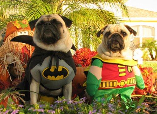 Курьезные снимки собак, которые мечтают стать супергероями (ФОТО)
