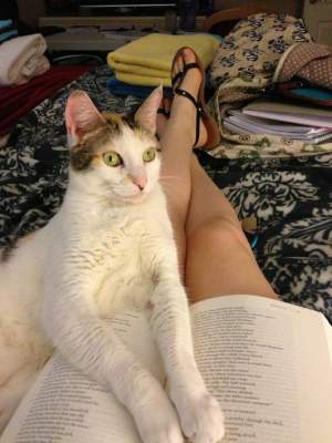 Смешные котики, обожающие читать
