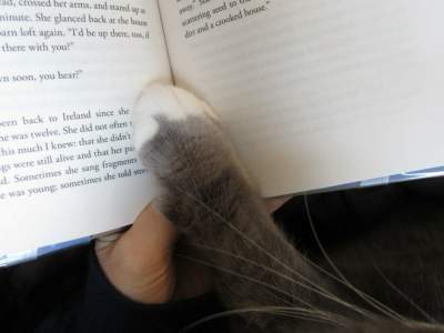 Смешные котики, обожающие читать