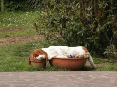 Забавные собаки, которым плевать, где спать