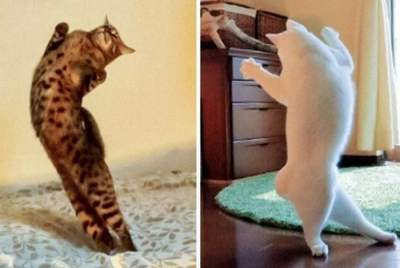 Веселые фотки котов, умеющих удивлять
