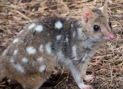 Самые милые экзотические животные Австралии. Фото