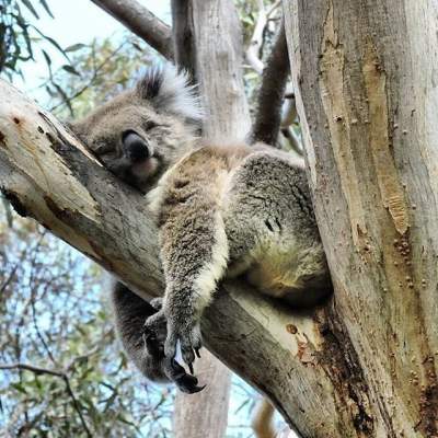 Самые милые экзотические животные Австралии. Фото