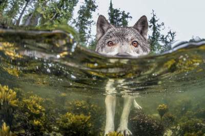 Лучшие снимки фотоконкурса National Geographic. Фото