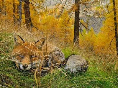 Лучшие снимки фотоконкурса National Geographic. Фото