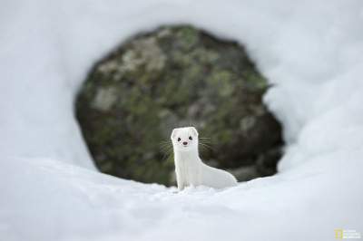 Лучшие снимки фотоконкурса National Geographic. Фото