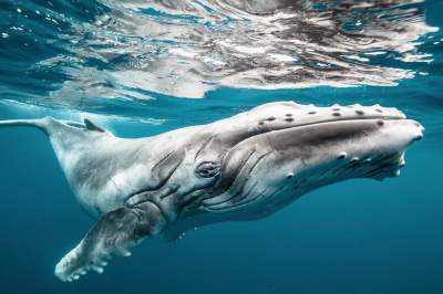 Лучшие снимки фотоконкурса National Geographic. Фото