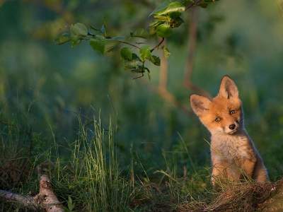 Лучшие снимки фотоконкурса National Geographic. Фото