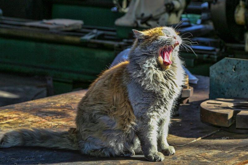 Кошка по кличке Грязь - талисман музея железной дороги