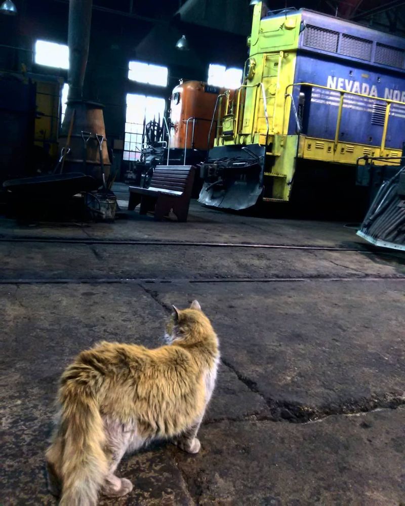 Кошка по кличке Грязь - талисман музея железной дороги