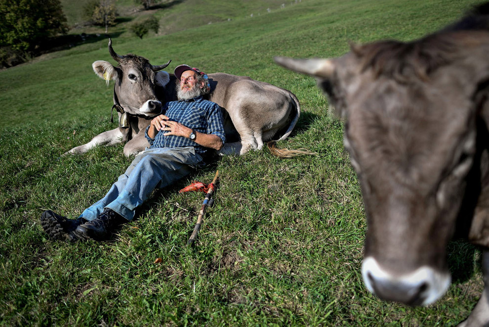Коровы и их таланты на снимках