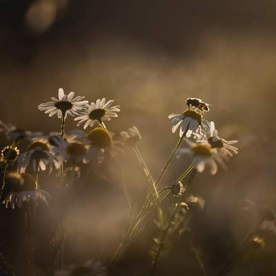 Красота цветов в объективе фотографа из Словакии. Фото