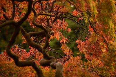 Красота леса в ярких снимках. Фото