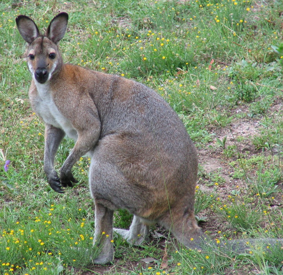 Австралийского политика поцарапал кенгуру 