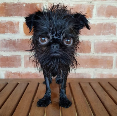 Собака по кличке Кальмар завоевала сердца пользователей Instagram 