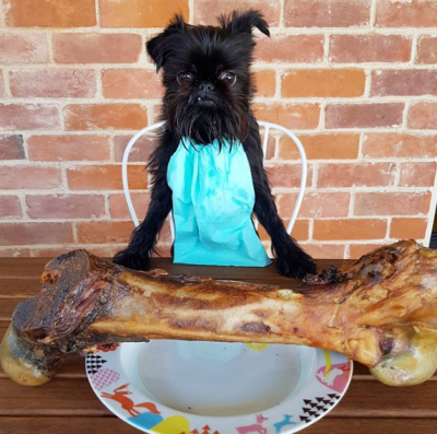 Собака по кличке Кальмар завоевала сердца пользователей Instagram 