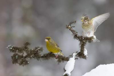 Фотограф показал красоту птиц полярного круга. Фото