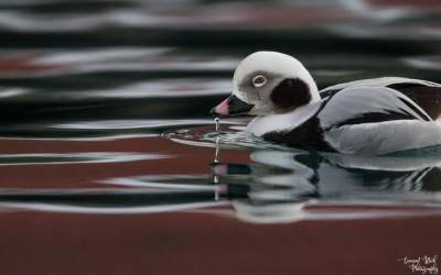Фотограф показал красоту птиц полярного круга. Фото