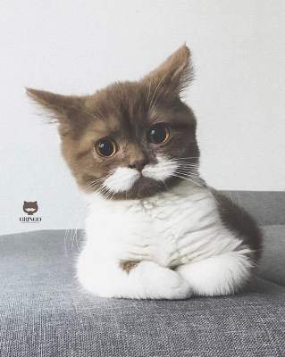 Сеть умилил кот Гринго с необычными усами. Фото