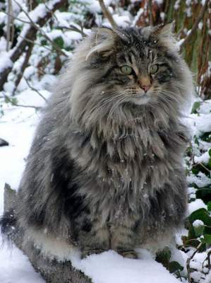 Огромные коты породы мейн-кун. Фото
