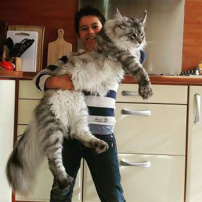 Огромные коты породы мейн-кун. Фото