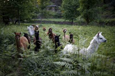 Виртуальная прогулка по ферме альпак в Португалии. Фото