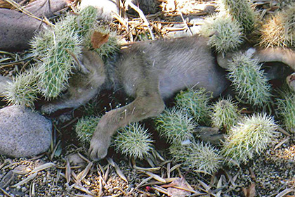 В Аризоне спасли покрытого кактусами койота 