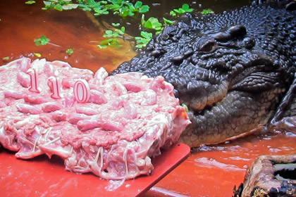 Крокодил-рекордсмен получил на 110-летие торт из цыплят