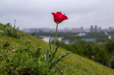 Дождливый Киев в атмосферных снимках. Фото