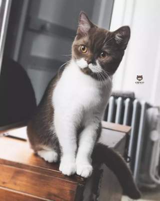 Сеть умилил кот Гринго с необычными усами. Фото
