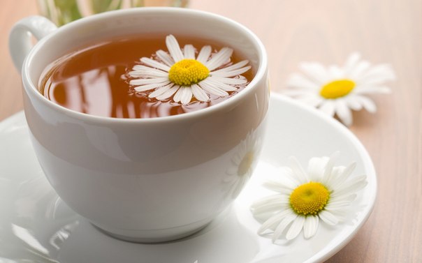 Чай с ромашкой ослабляет раковые клетки