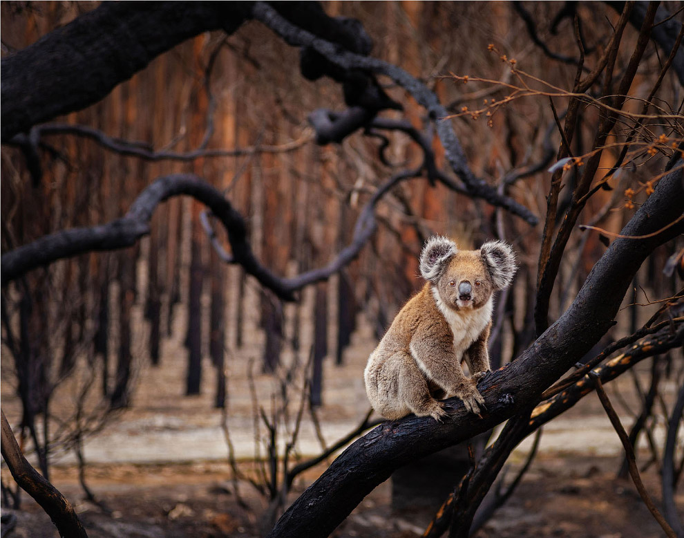 Призеры фотоконкурса BigPicture Natural World Photography 2018