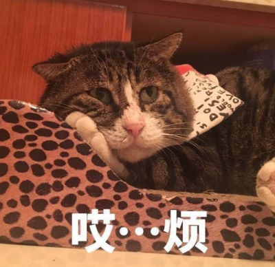 «Грустный» кот из Китая стал звездой Сети