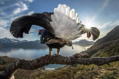 Яркие снимки победителей конкурса BigPicture Natural World Photography. Фото