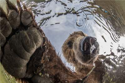 Яркие снимки победителей конкурса BigPicture Natural World Photography. Фото