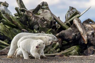 Яркие снимки победителей конкурса BigPicture Natural World Photography. Фото