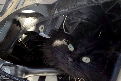 Кошка из Ноттингема две недели провела под капотом машины