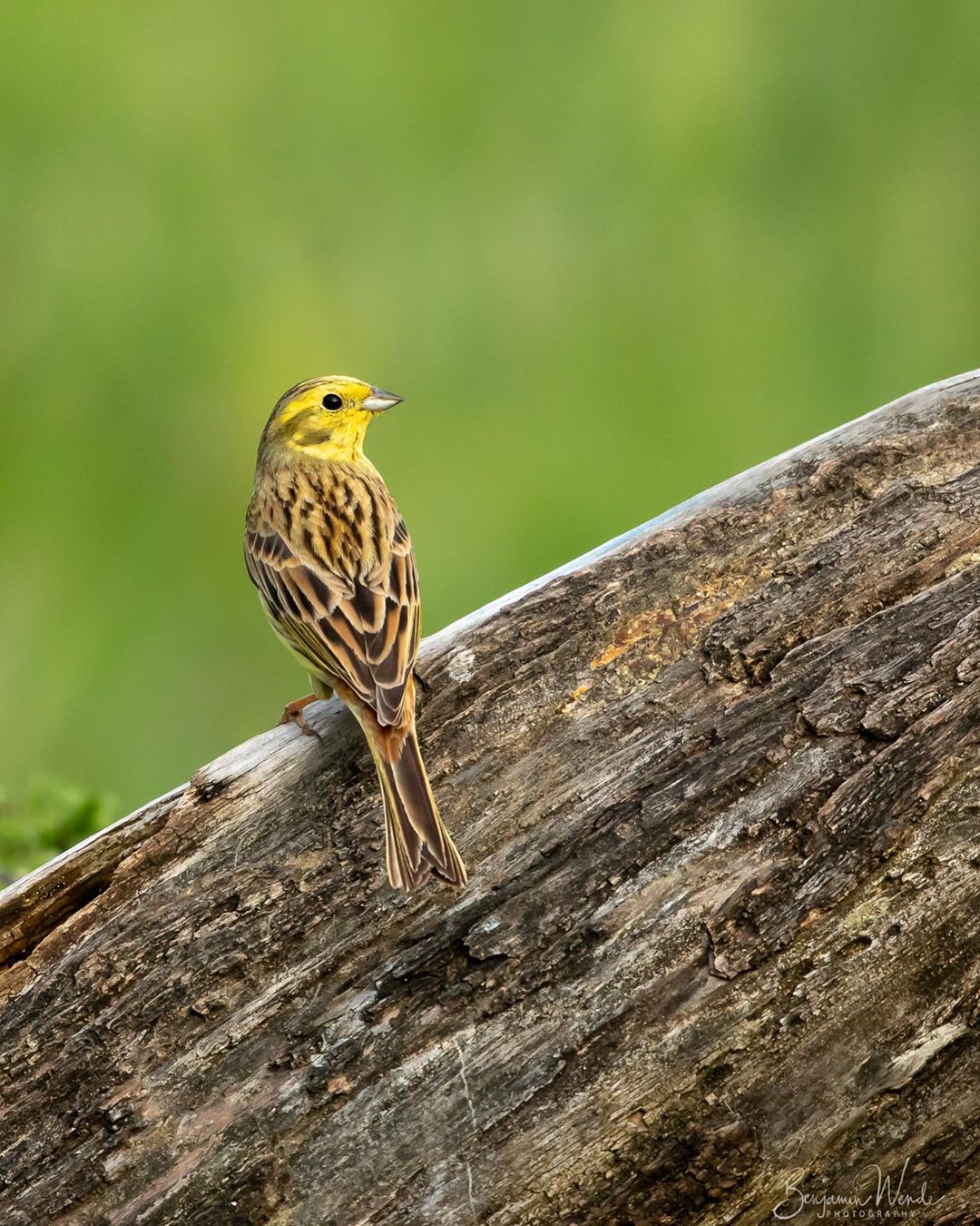 Фотографии птиц от Бенджамина Венде. ФОТО