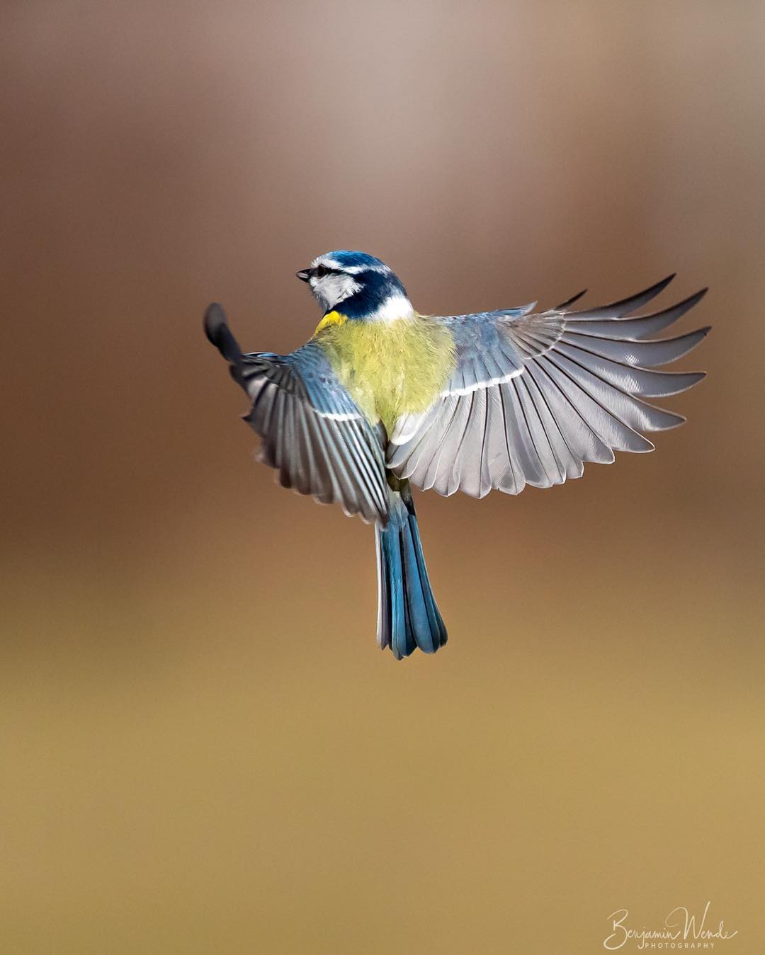 Фотографии птиц от Бенджамина Венде