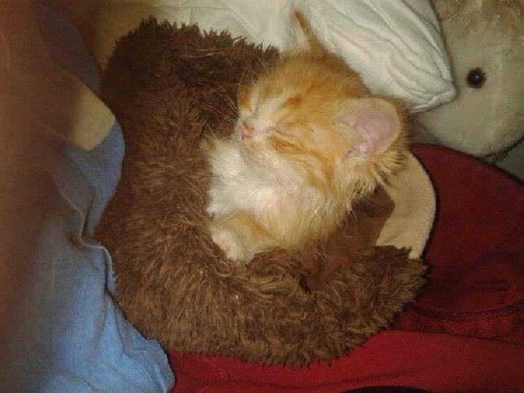 Семья нашла рыжего котенка в лесу и приютила его к себе домой. ФОТО