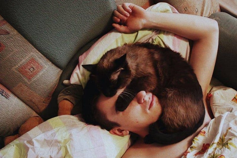 Подборка фото с котиками, для которых наглость — второе счастье. ФОТО